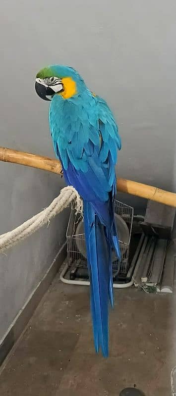 macaw Blue n Gold TAME & talking 15