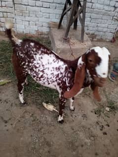 Bakra for sale