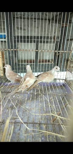 red pied dove pathy