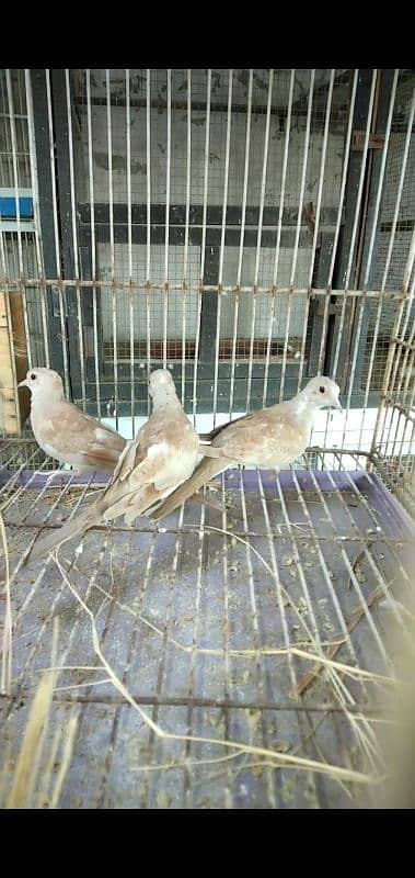 red pied dove pathy 0