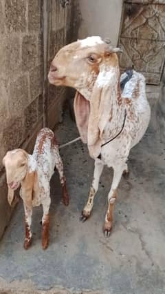 Makhi cheena bakri with female kid