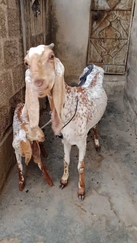 Makhi cheena bakri with female kid 1