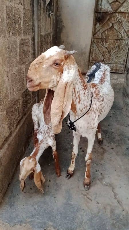 Makhi cheena bakri with female kid 2