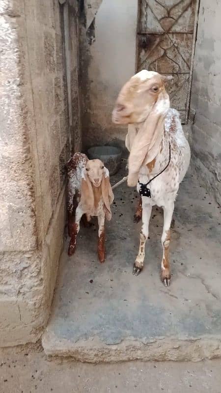 Makhi cheena bakri with female kid 3