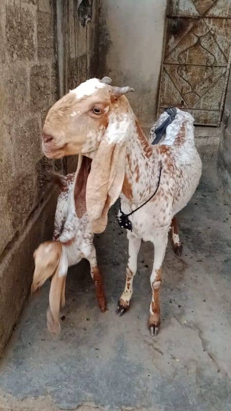 Makhi cheena bakri with female kid 4