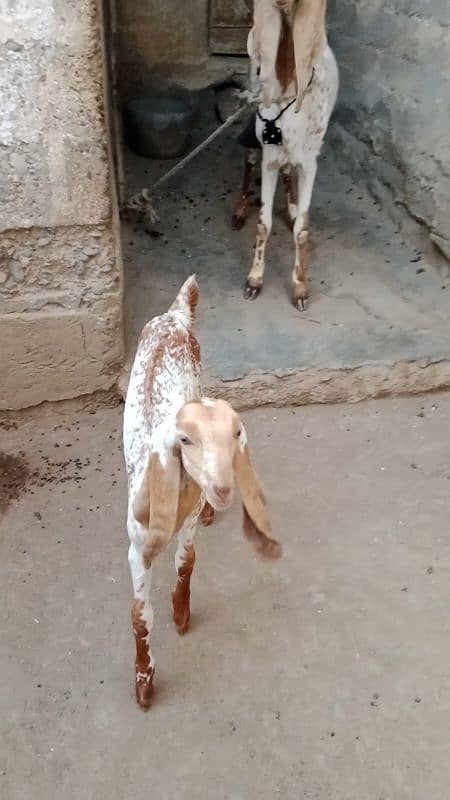 Makhi cheena bakri with female kid 6