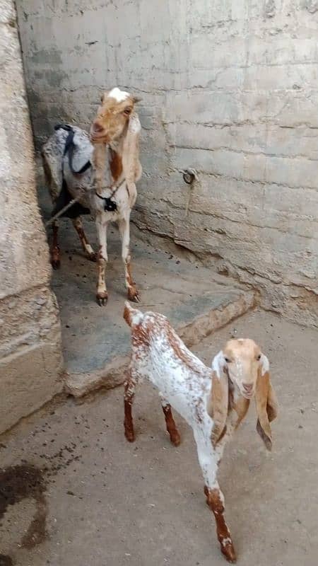 Makhi cheena bakri with female kid 7