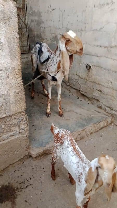 Makhi cheena bakri with female kid 8