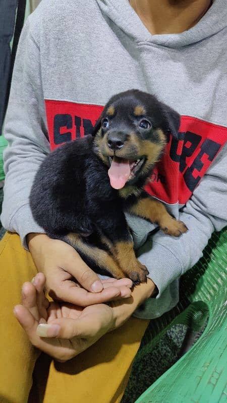 rottweiler female for sale age 42 days 0