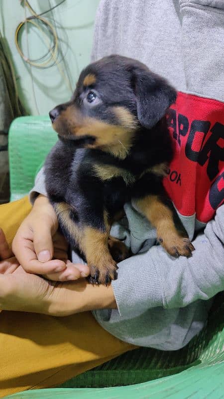 rottweiler female for sale age 42 days 1