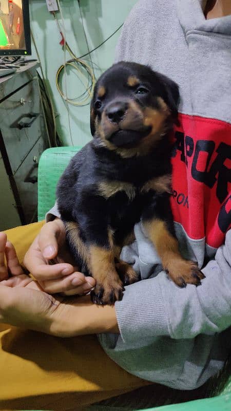 rottweiler female for sale age 42 days 2