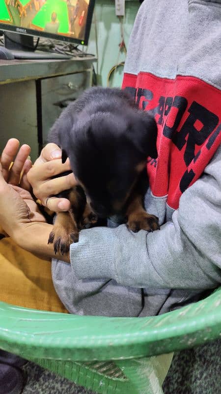 rottweiler female for sale age 42 days 3