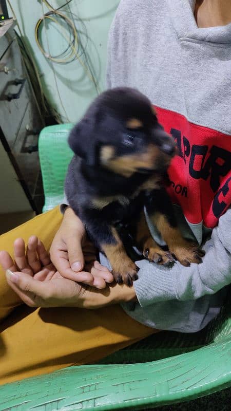 rottweiler female for sale age 42 days 4