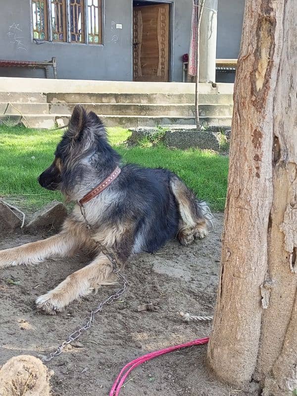 German shepherd female dog only serious buyer. 1