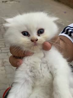 white persain hasel grey eyes tripple cod