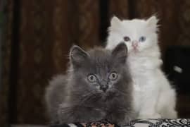 Grey and White Persian Kittens |  Odd Eyes Male & Female | Playfull