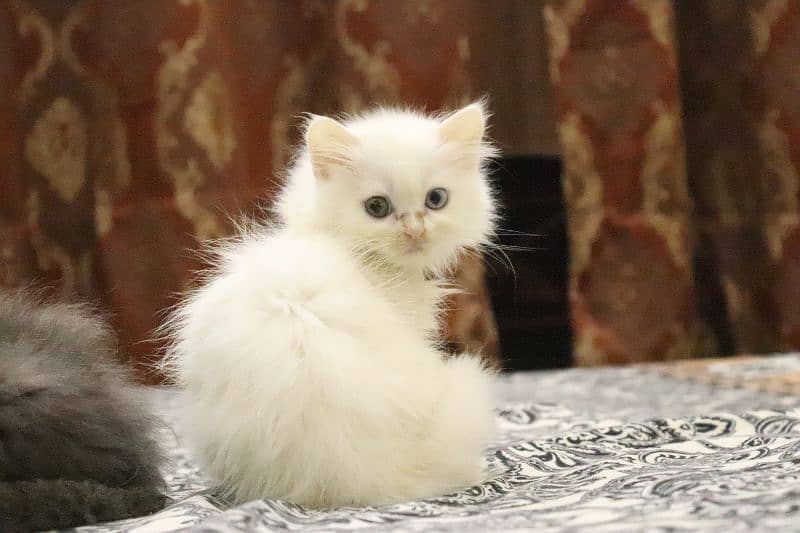 Persian Kittens Grey and White|  Odd Eyes Female | Playfull 7