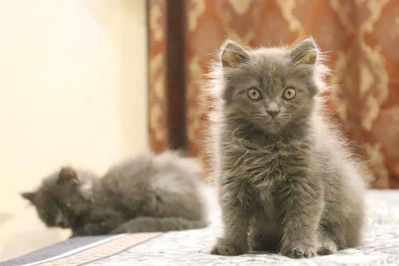 Persian Kittens Grey and White|  Odd Eyes Female | Playfull 3