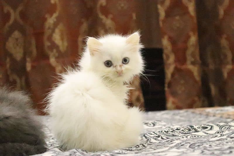 Persian Kittens Grey and White|  Odd Eyes Female | Playfull 11