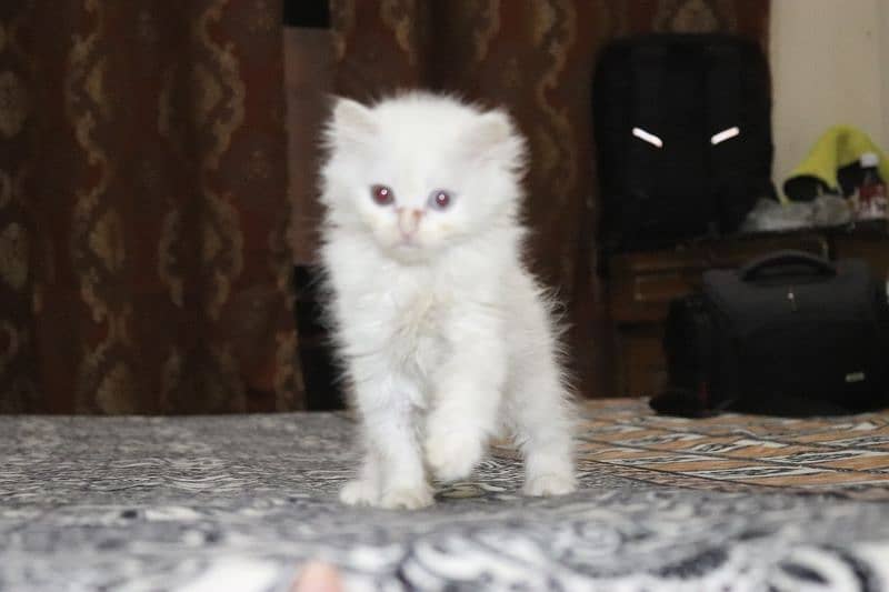 Persian Kittens Grey and White|  Odd Eyes Female | Playfull 12