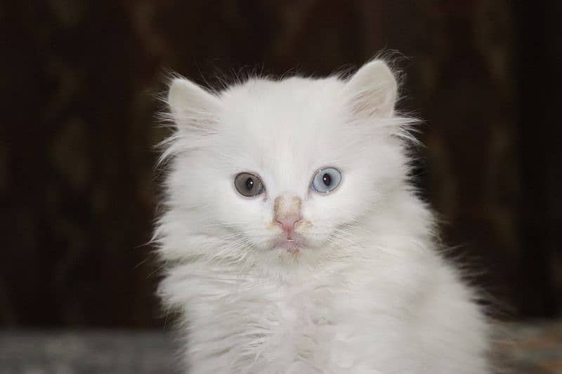 Persian Kittens Grey and White|  Odd Eyes Female | Playfull 13