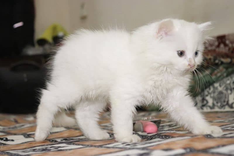 Persian Kittens Grey and White|  Odd Eyes Female | Playfull 14