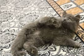 Persian Kittens Grey and White|  Odd Eyes Male & Female | Playfull