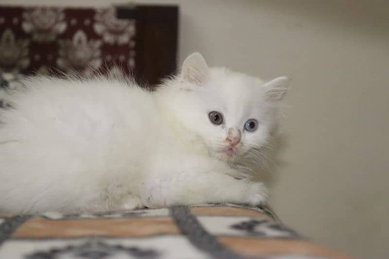 Persian Kittens Grey and White|  Odd Eyes Female | Playfull 16