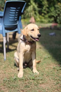 Labrador pure breed pair for sale