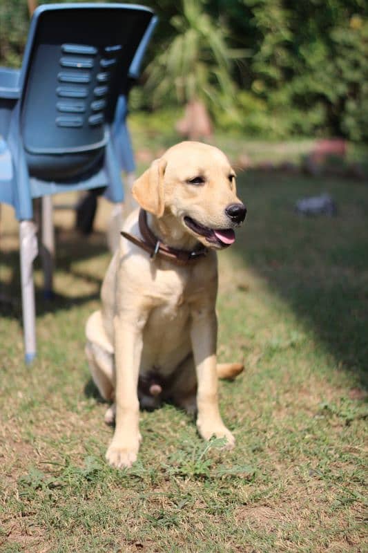 Labrador pure breed pair for sale 0