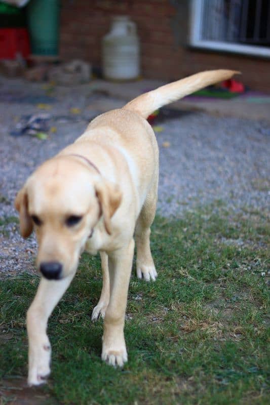 Labrador pure breed pair for sale 1