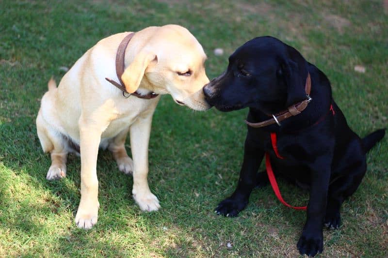 Labrador pure breed pair for sale 2