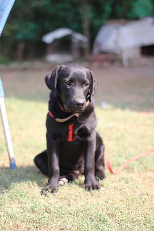 Labrador pure breed pair for sale 4