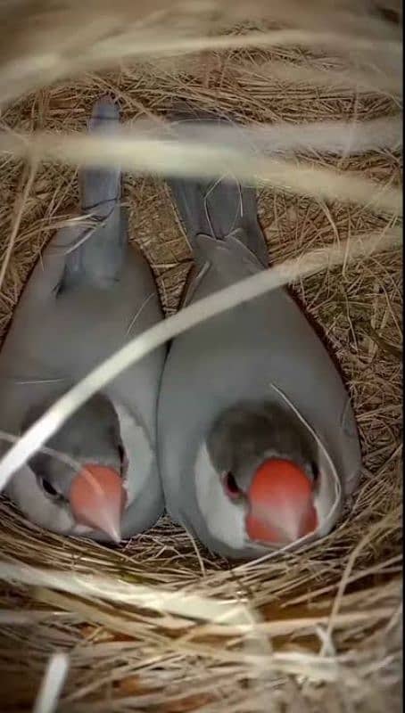 2 breeder pairs silver and white java 0