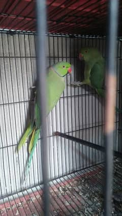 Green pair for sale03127093372