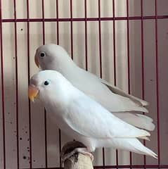 love bird beeder pair available