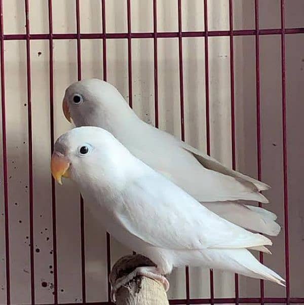 love bird beeder pair available 0