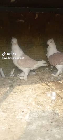 fancy pigeon pairs Available