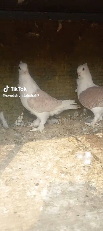 fancy pigeon pairs Available 0