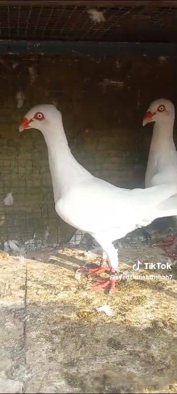 fancy pigeon pairs Available 1