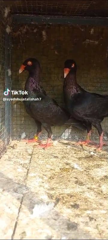 fancy pigeon pairs Available 3