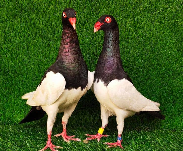 fancy pigeon pairs Available 4