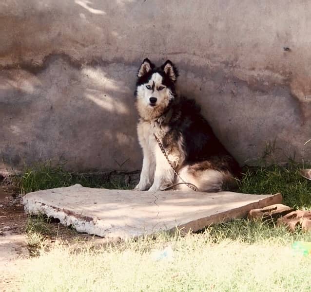 Siberian husky dog for Sale high qulity  dog blue eyes vaccinated 0