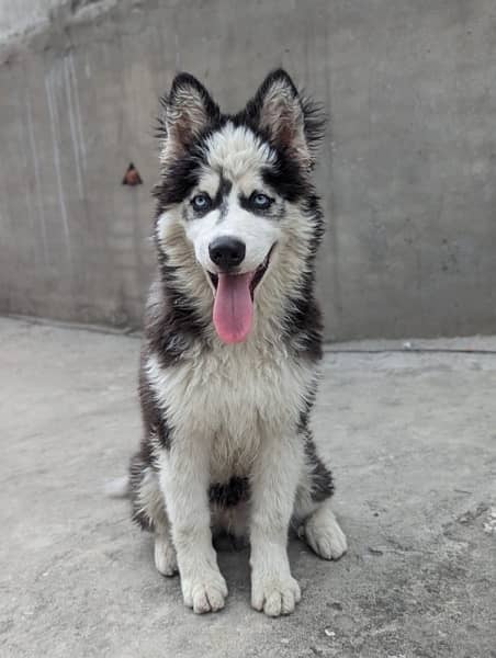 Siberian husky dog for Sale high qulity  dog blue eyes vaccinated 2