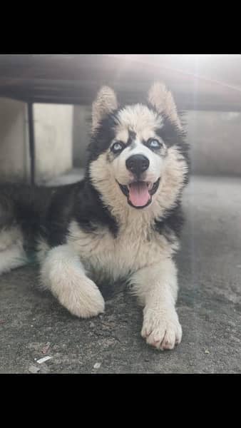 Siberian husky dog for Sale high qulity  dog blue eyes vaccinated 4