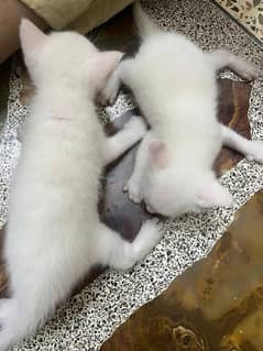 Persian cats and kittens