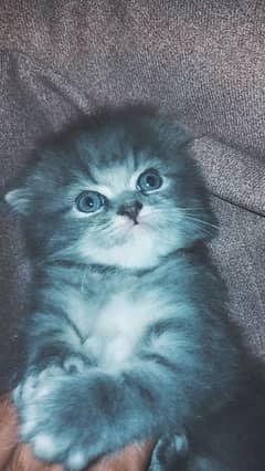 Persian kitten