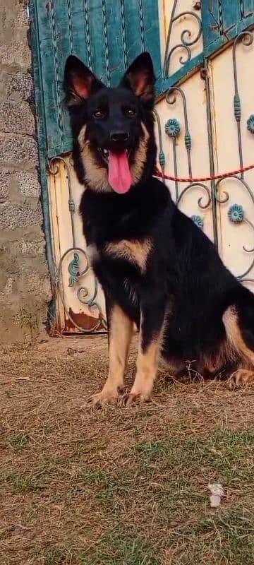 German Shepherd female 10 months for sale 0