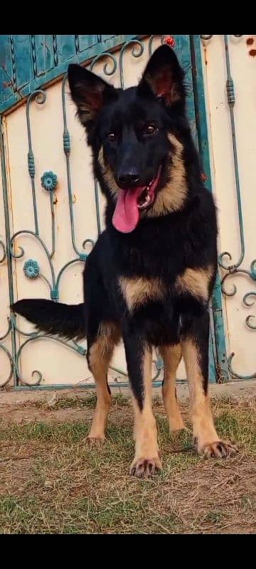 German Shepherd female 10 months for sale 1