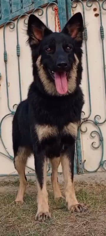 German Shepherd female 10 months for sale 2